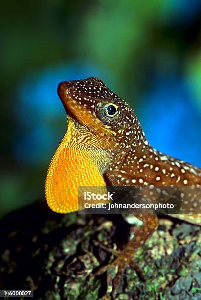 Anole Small Lizard Stock Photo - Download Image Now - Animal, Animal Behavior, Animals Mating