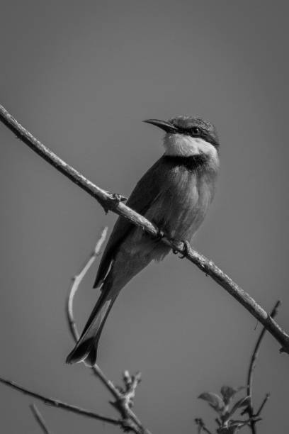 istock Mono little bee-eater on branch eyes camera 1460000293