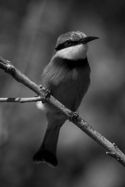 istock Mono little bee-eater on branch eyeing camera 1460000296
