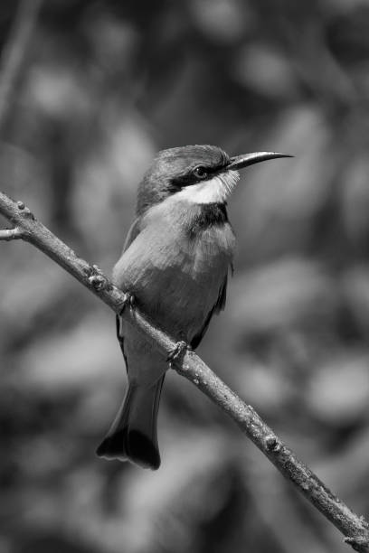 istock Mono little bee-eater on branch looking right 1460000478