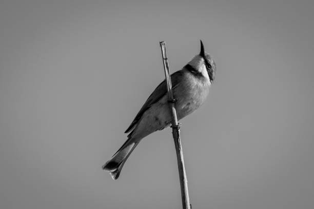 istock Mono little bee-eater on branch looking up 1460000517