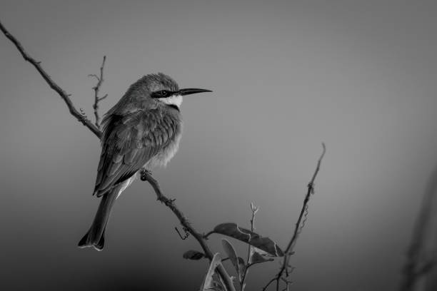istock Mono little bee-eater on branch shows catchlight 1460000601