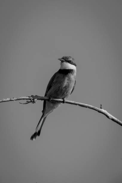 istock Mono little bee-eater on branch tucks wings 1460000616