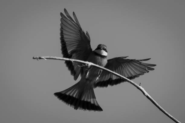 istock Mono little bee-eater touches down on branch 1460000726