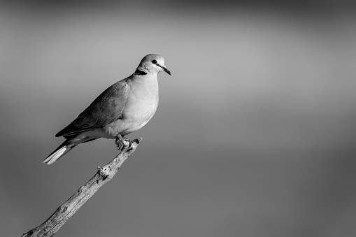 Mono ring-necked dove perches in golden light