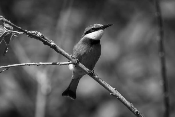 istock Mono little bee-eater on branch showing catchlight 1460000811