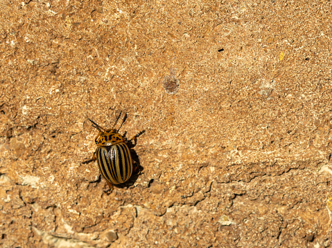 Colorado Bug, Potato Beetle Insect