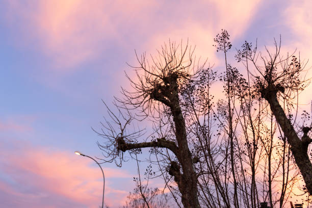Looking up at the blue sky and red sunlight in winter, the trees have no leaves