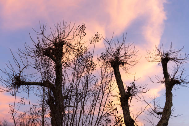Looking up at the blue sky and red sunlight in winter, the trees have no leaves