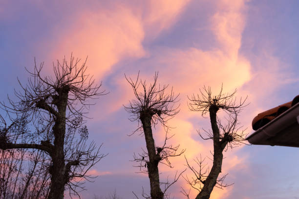 Looking up at the blue sky and red sunlight in winter, the trees have no leaves