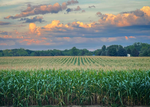 istock Field of dreams 1460002695