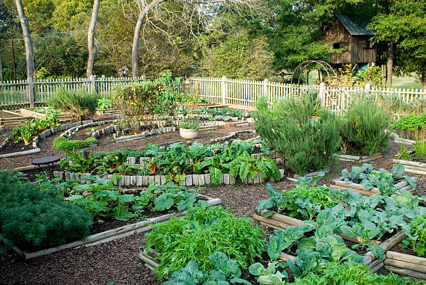 здоровые огород - kale chard vegetable cabbage стоковые фото и изображения