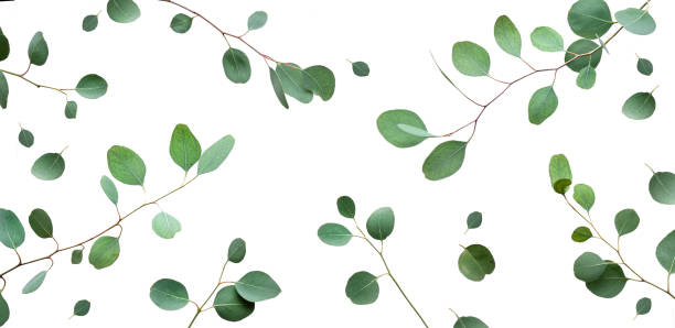 istock Eucalyptus twigs isolated on white background. Delicate grey green silver dollar eucalyptus leaves. Flat lay, top view overhead. 1460004052