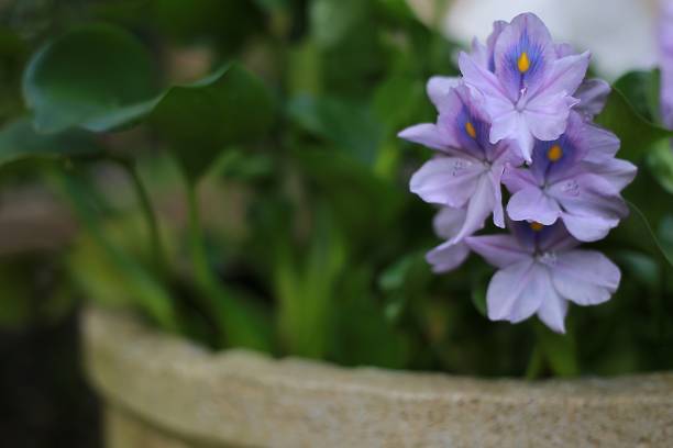 hyacinth flowers - water hyacinth water plant pond nobody imagens e fotografias de stock