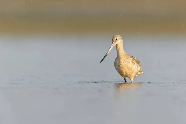 Photo of A marbled godwit (Limosa fedoa) foraging at the wetlands of Texas South Padre Island.