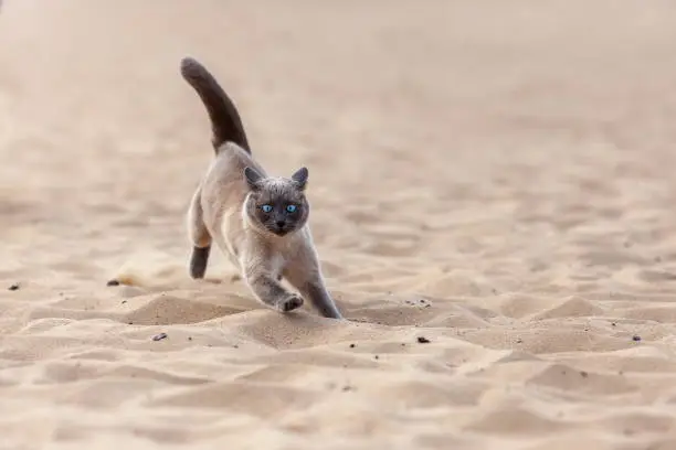Photo of Funny crazy thai cat running on the sand outdoors at the summer beach. Portrait of siamese cat in motion at nature.