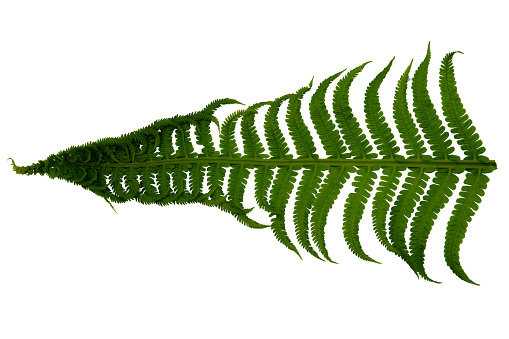 A green fern leaf close-up isolated on a white background