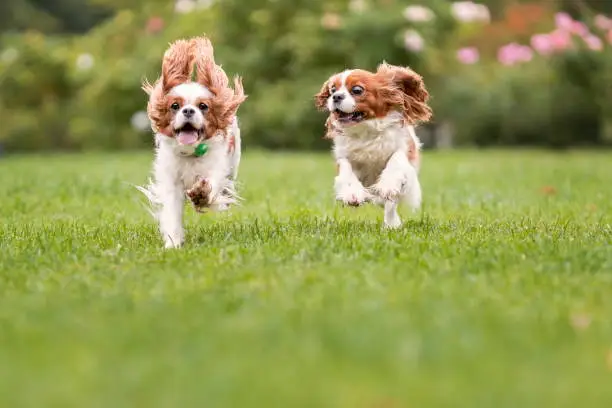Two active cavalier king charles spaniel dogs running on green grass at summer park. Pets in motion
