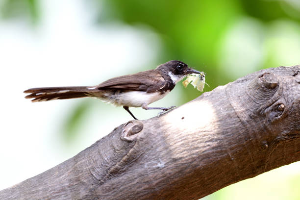 istock Sunda Pied Fantail 1460006410