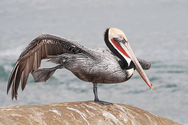 istock pelican open wings and legs 146000706