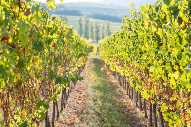 istock Vineyard in Alsace, France 1460007880