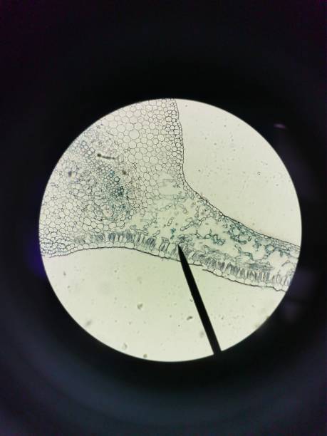 istock A Transverse Section of an Allamanda Leaf 1460008259