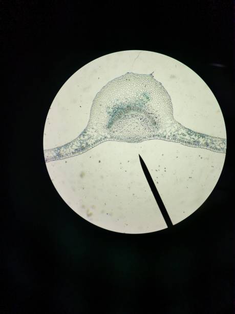 istock A Transverse Section of an Allamanda Leaf 1460008290