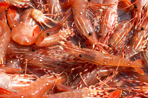 Spot prawns harvested on the Sunshine Coast, British Columbia, Canada.