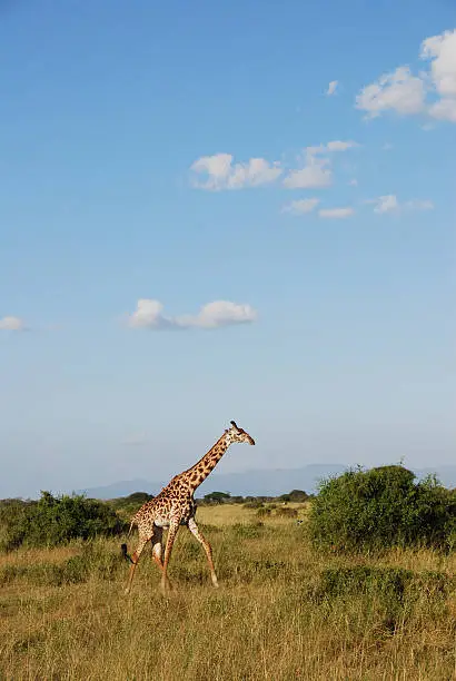 Photo of Lone giraffee walking