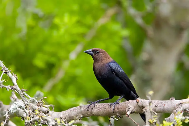 A Brown-headed Cowbird perched high up in a tree