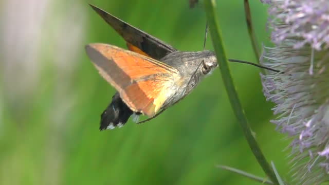Butterfly hummingbird hawk-moth