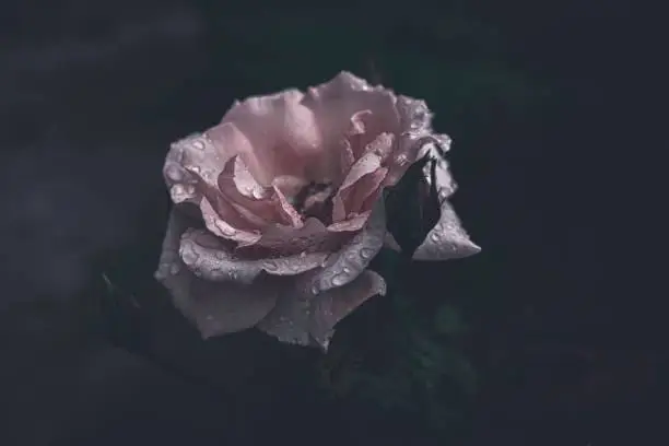 Wet pink roses with a semantic theme