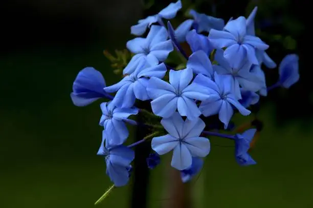 close up detail of beautiful blue plumbago auriculata flower
