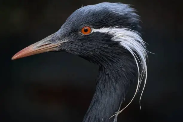 beautiful detail of demoiselle stork head