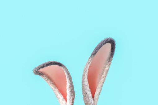 3D rendering of fluffy ears of crop bunny against blue background during Easter holiday