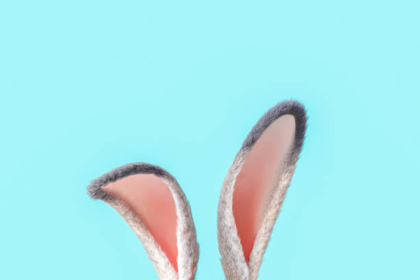 uszy zajączka wielkanocnego na niebieskim tle - easter card zdjęcia i obrazy z banku zdjęć