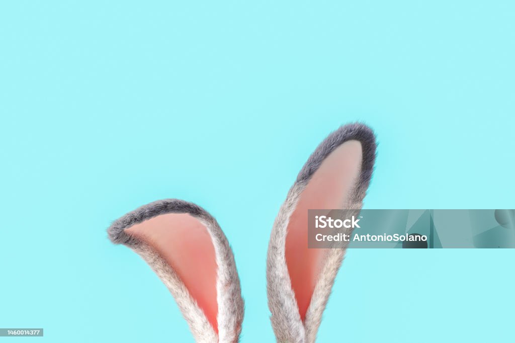 Easter bunny ears against blue background - Royalty-free Páscoa Foto de stock