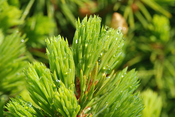 Dew on the needles stock photo