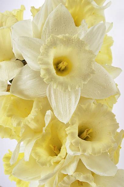 Daffodils (narcissus) stock photo