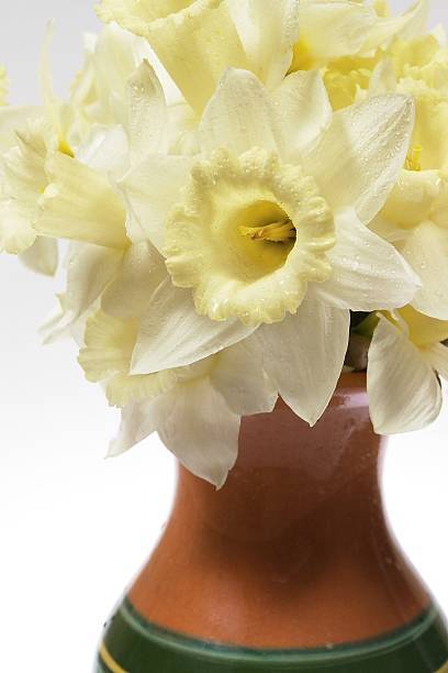 Daffodils in the vase – close up stock photo