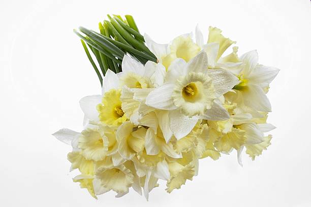 The bunch of daffodils stock photo