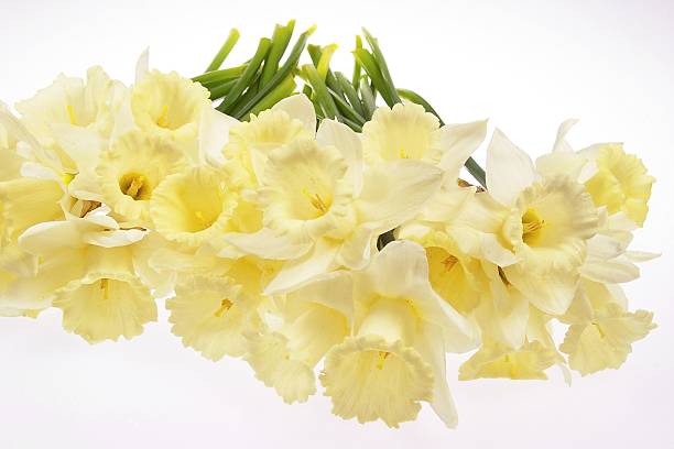 The bunch of narcissus stock photo