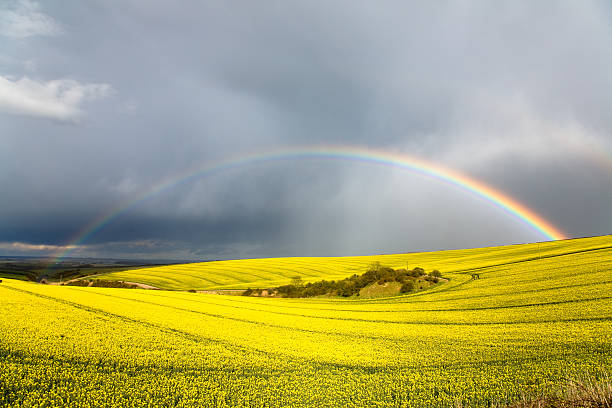 istock Rainbow over field of oil seed rape 146001638