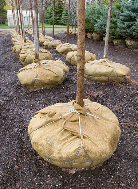istock Rows of Young Trees with Roots Wrapped in Burlap 146001679