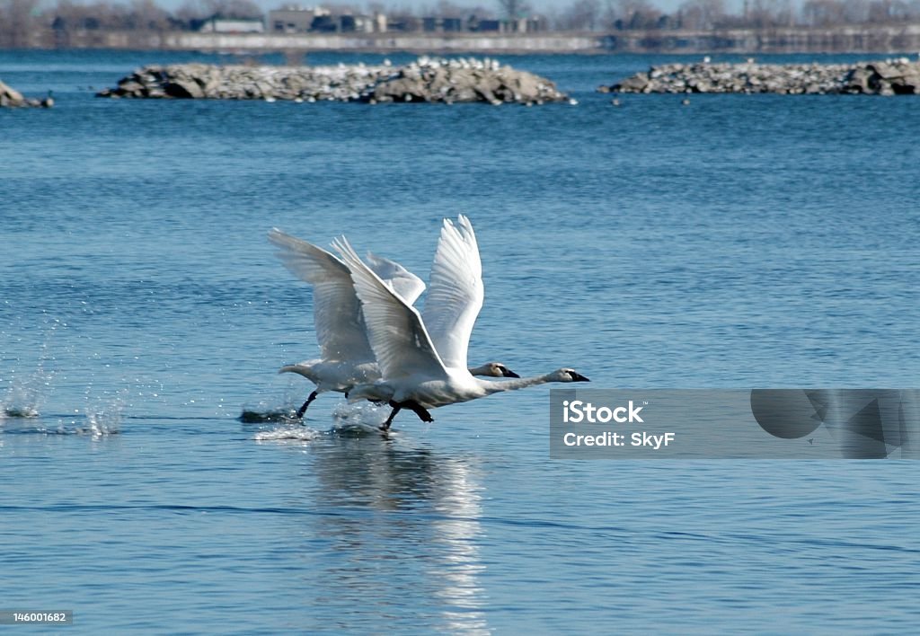 Swan de la poussée - Photo de Animaux à l'état sauvage libre de droits