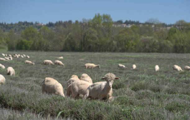 istock Pompadour sheep in a field of lavender 1460017286