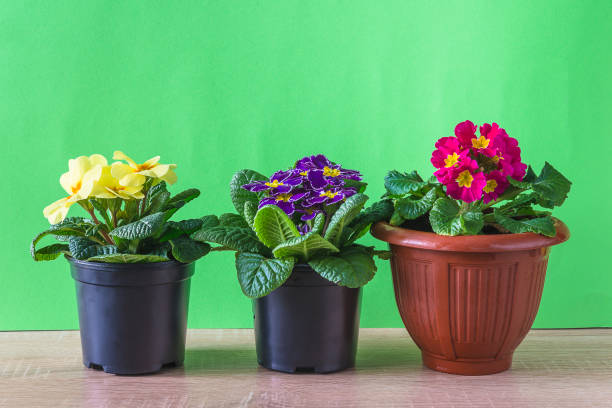 istock Three pots with primula flowers on the table in front of green background; c 1460017360