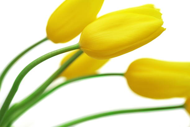 istock bouquet of tulips 146002034