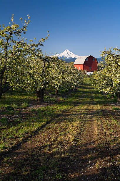 Red Barn in Apple Orchard Red Barn and Mount Hood in Apple Orchard on a clear blue morning oregon barn farm mt hood stock pictures, royalty-free photos & images