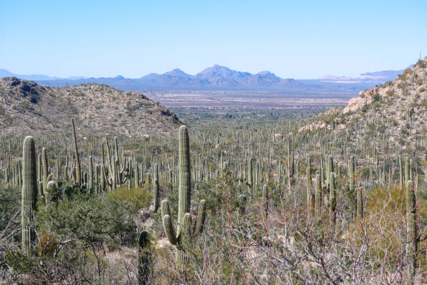 istock Landscape in Saguaro National Park (Arizona) 1460020483